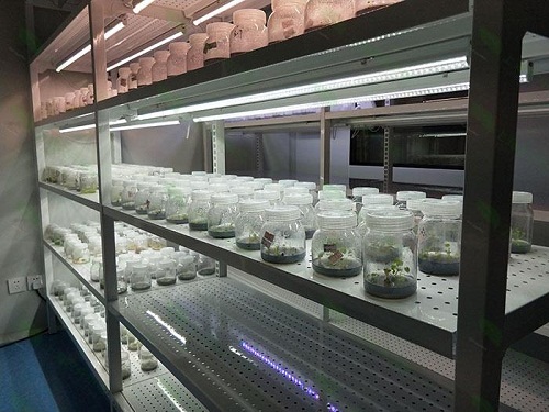 克山植物组织培养实验室设计建设方案